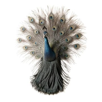 Peacock With Wing Wall Décor