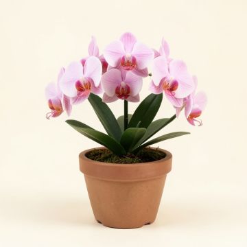 Orchid Centerpiece In Pot (synthetic illustration; no displayed measurements)