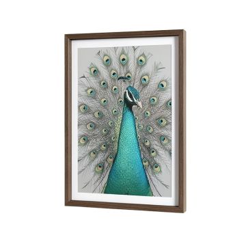 Peacock Framed Graphic Art