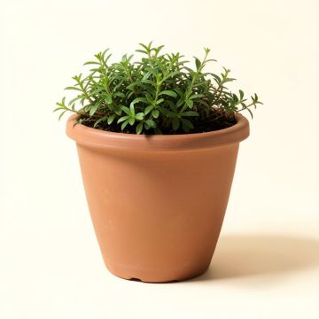 Grand Composite Pot Planter (synthetic illustration; no displayed measurements)