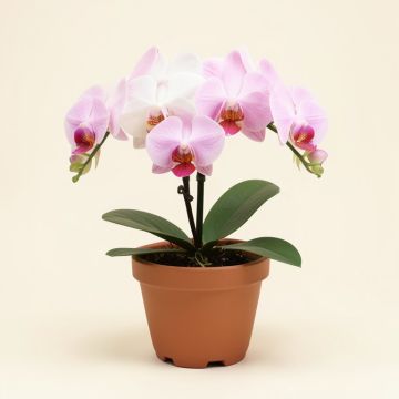 Phalaenopsis Orchids Floral Arrangements In Pot (synthetic illustration; no displayed measurements)