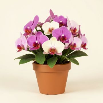 Mini Orchids Floral Arrangements And Centerpieces In Pot (synthetic illustration; no displayed measurements)