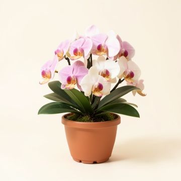 Orchids Floral Arrangement In Planter (synthetic illustration; no displayed measurements)