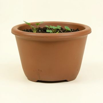Vanmatre Water Hyacinth Planter Box (synthetic illustration; no displayed measurements)