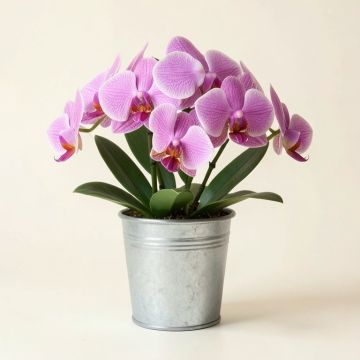 Orchid Floral Arrangement In Metal Pot (synthetic illustration; no displayed measurements)