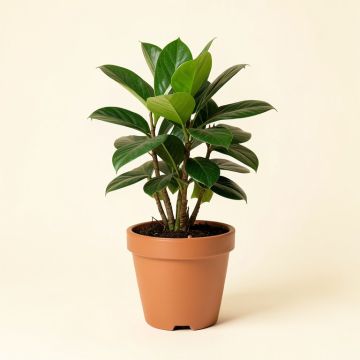Live Zamioculcas Plant In Pot (synthetic illustration; no displayed measurements)