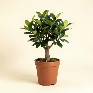 13 '' Live Arboricola Plant In Pot (synthetic illustration; no displayed measurements)