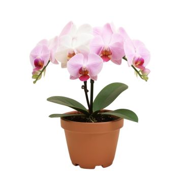 Phalaenopsis Orchids Floral Arrangements In Pot