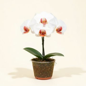 Artificial Phalaenopsis Orchids Stem (synthetic illustration; no displayed measurements)