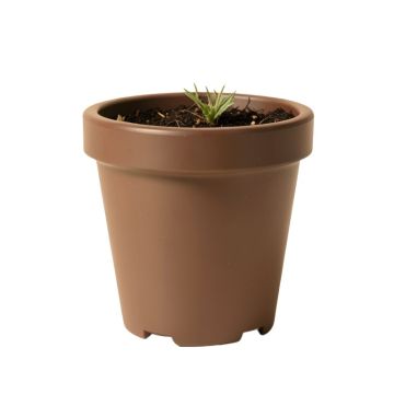 Eugenia Plastic Pot Planter