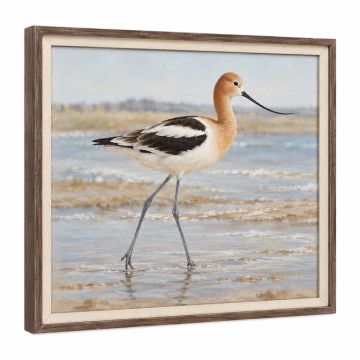 Long Legged Avocet - Picture Frame Print On Canvas