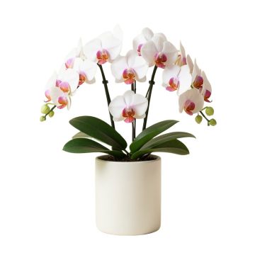 Phalaenopsis Orchids Floral Arrangements In Cylinder Vase