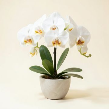 35 '' Phalaenopsis Orchid Silk Flower Arrangement -White (synthetic illustration; no displayed measurements)