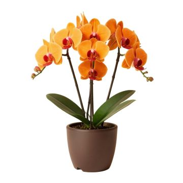Orange Multiple Stems Of Phalaenopsis Orchids Floral Centerpiece In Planter