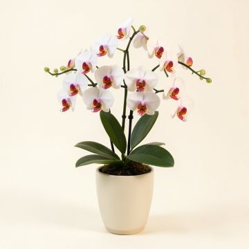 Phalaenopsis And Philo Leaf Artificial Orchids Floral Arrangement In Vase (synthetic illustration; no displayed measurements)