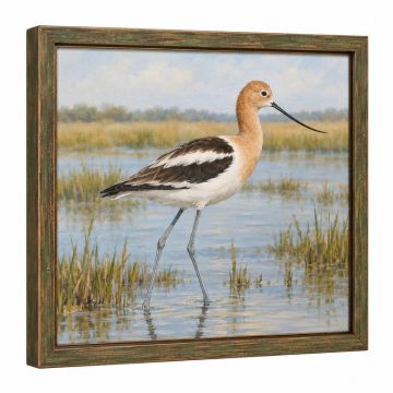 Long Legged Avocet - Picture Frame Print On Canvas