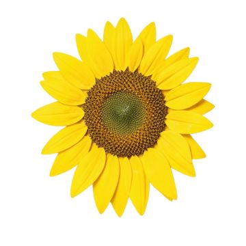 Sunflower Seeds Vintage Advertisement