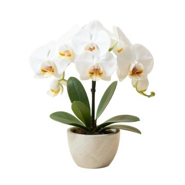 35 '' Phalaenopsis Orchid Silk Flower Arrangement -White