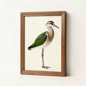 Long Legged Avocet - Picture Frame Print On Canvas (synthetic illustration; no displayed measurements)