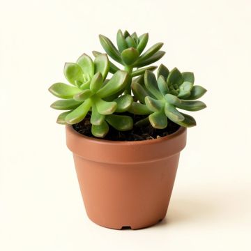 Assorted Succulent Plant In Pot (synthetic illustration; no displayed measurements)