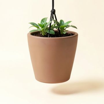 Pollyanna Self-Watering Resin Hanging Planter (synthetic illustration; no displayed measurements)