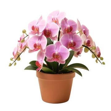 Orchids Floral Arrangement In Pot