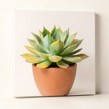 Succulent - Print On Canvas (synthetic illustration; no displayed measurements)