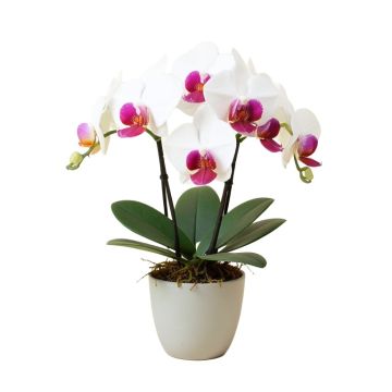 Phalaenopsis Orchid Floral Arrangement In Vase