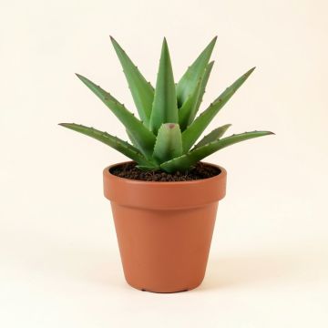 Tropical Aloe Succulent In Pot In Planter (synthetic illustration; no displayed measurements)