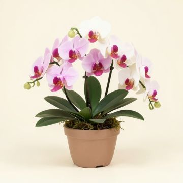 Artificial Phalaenopsis Orchids Floral Arrangement In Planter (synthetic illustration; no displayed measurements)