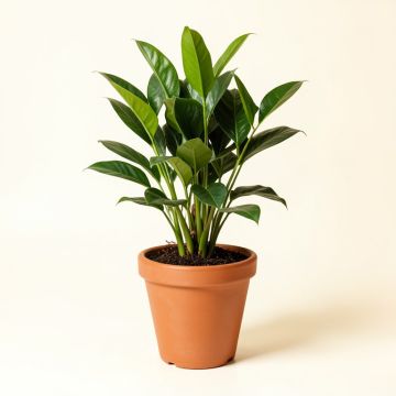16 '' Live Spath Plant In Pot (synthetic illustration; no displayed measurements)