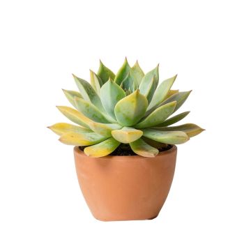 Succulent - Print On Canvas
