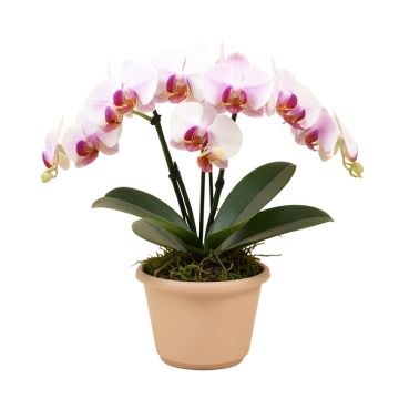 Phalaenopsis Silk Orchids Floral Arrangement In Planter