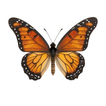 Nature Inspired Butterfly 3 Piece Set