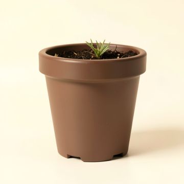 Eugenia Plastic Pot Planter (synthetic illustration; no displayed measurements)
