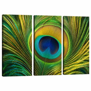 Peacock Feather - 3 Piece Graphic Art On Wrapped Canvas Set