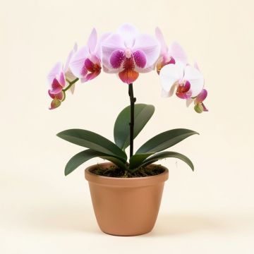 Phalaenopsis Orchid Floral Arrangement In Planter (synthetic illustration; no displayed measurements)
