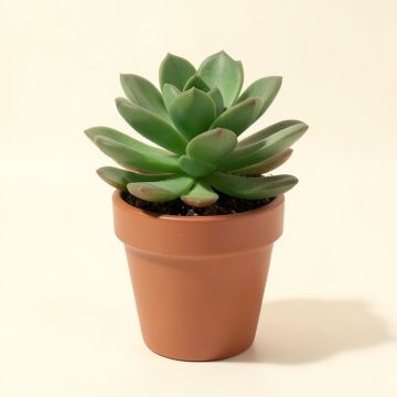 Succulent Plant In Pot (synthetic illustration; no displayed measurements)