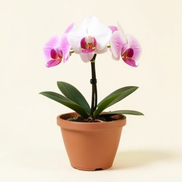 Artificial Phalaenopsis Single Orchid Floral Arrangement In Planter (synthetic illustration; no displayed measurements)
