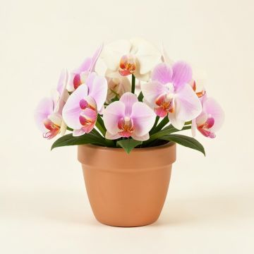 Orchids Floral Arrangements In Planter (synthetic illustration; no displayed measurements)