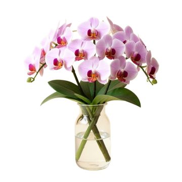 Phalaenopsis Orchids Floral Arrangements In Glass Vase