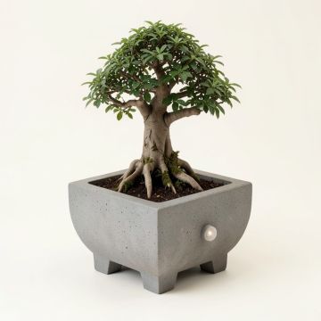 Concrete Bonsai Garden Fountain With Light (synthetic illustration; no displayed measurements)