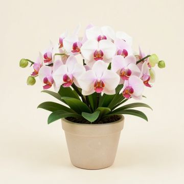 Spring Orchid Floral Arrangement In Planter (synthetic illustration; no displayed measurements)