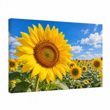 Sunflower Photographic Print On Canvas