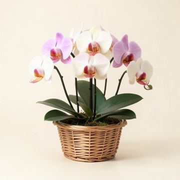 Artificial Chocolate Phalaenopsis Orchids Floral Arrangements In Basket (synthetic illustration; no displayed measurements)