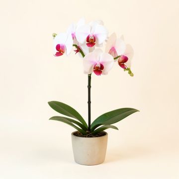 Phalaenopsis Artificial Orchid Stem (synthetic illustration; no displayed measurements)