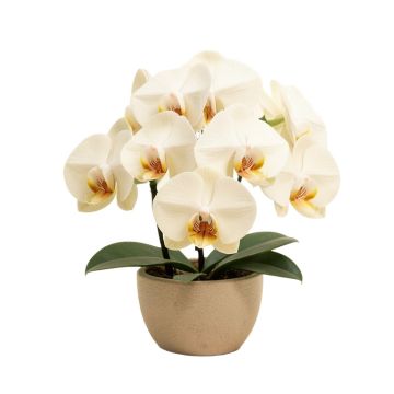 25 '' Phalaenopsis Orchid Silk Flower Arrangement -Cream
