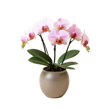 Artificial Phalaenopsis Orchids Floral Arrangement In Vase