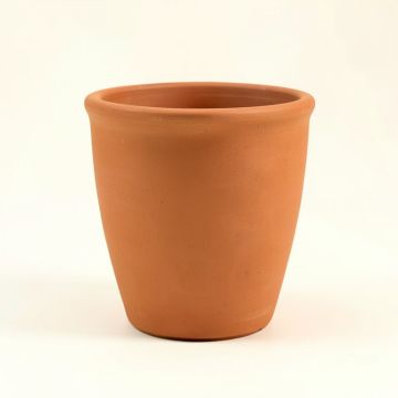 Amsterdan Resin Pot Planter (synthetic illustration; no displayed measurements)