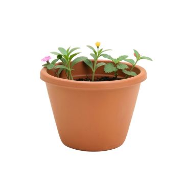 Flower House Planter Fairy Garden